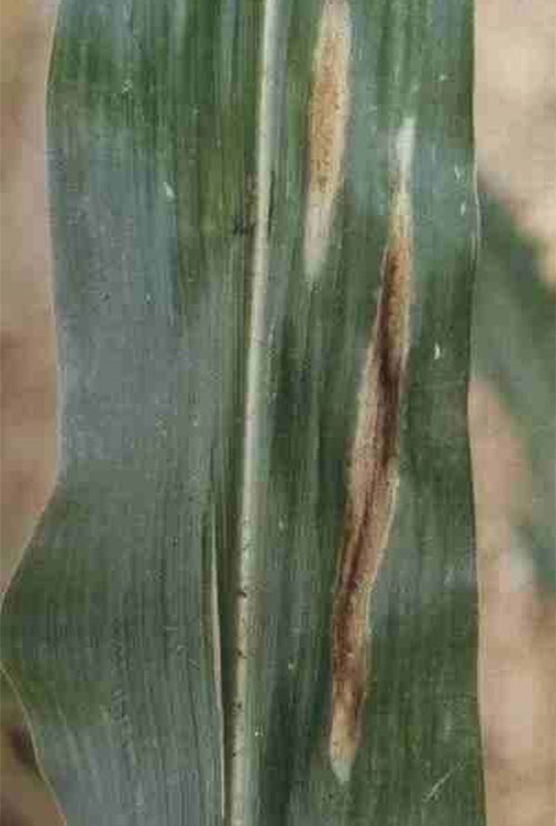 隆豐種業(yè)