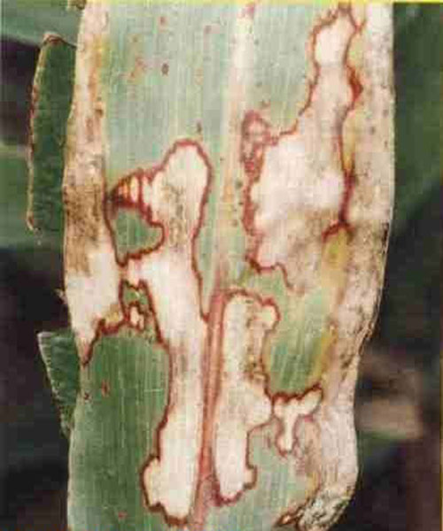 隆豐種業(yè)